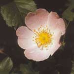 Wild Rose - Heckenrose